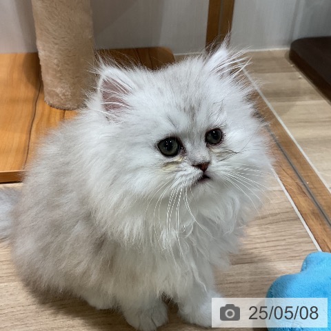 ペルシャの写真