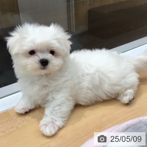 マルチーズの写真