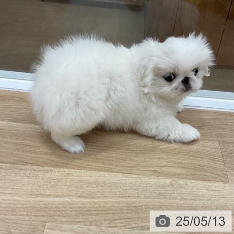 ペキニーズの写真