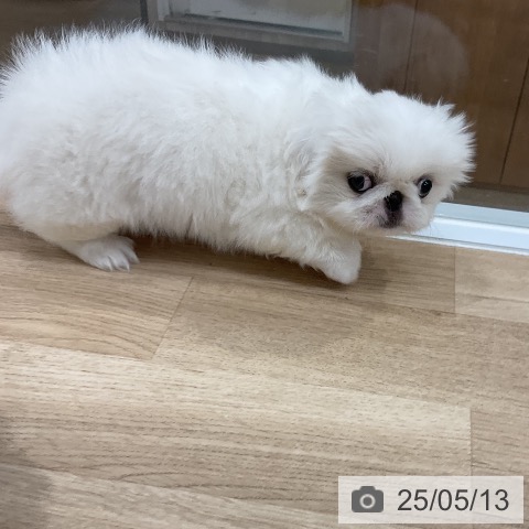 ペキニーズの写真