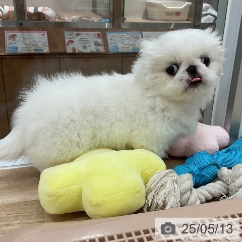 ペキニーズの写真