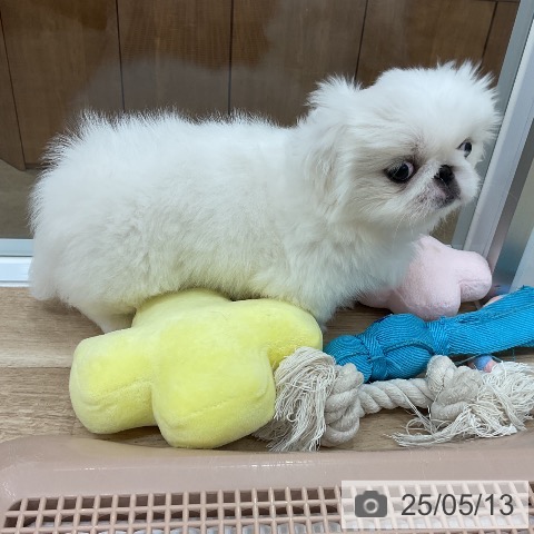 ペキニーズの写真