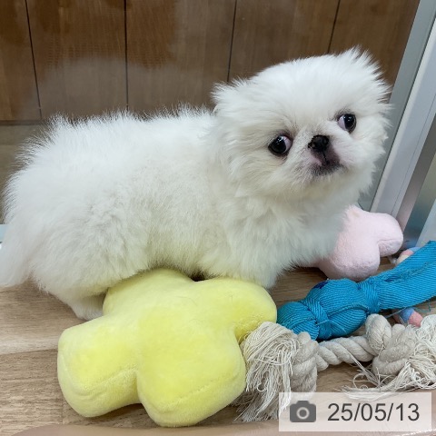 ペキニーズの写真