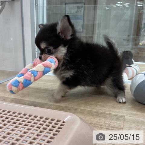 チワワの写真