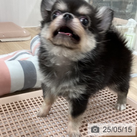 チワワの写真
