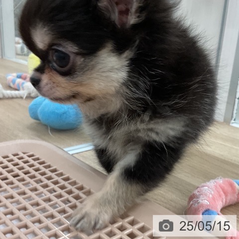 チワワの写真