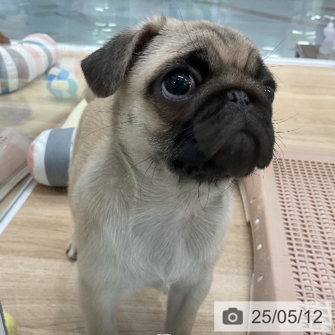 パグの写真