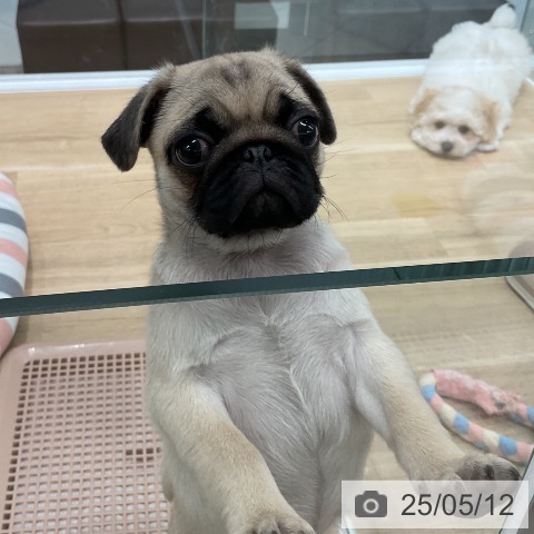 パグの写真