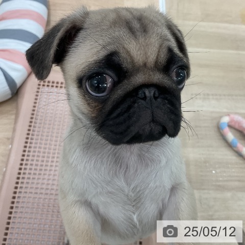 パグの写真