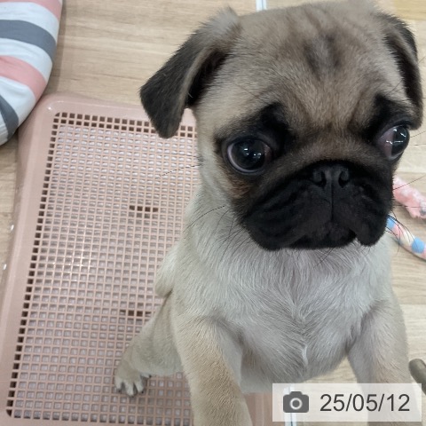 パグの写真