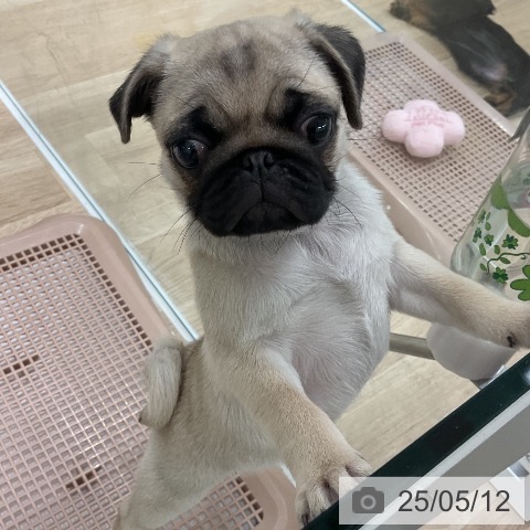 パグの写真