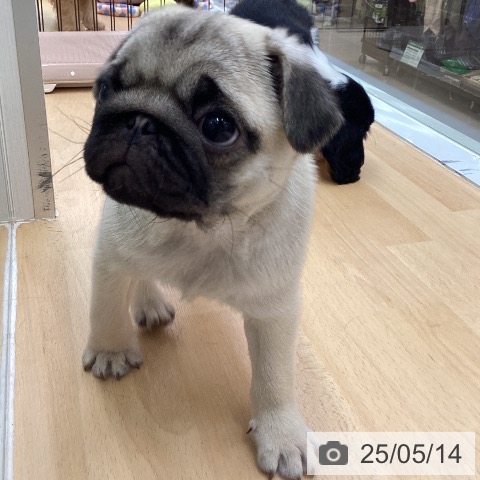 パグの写真