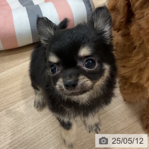 チワワの写真