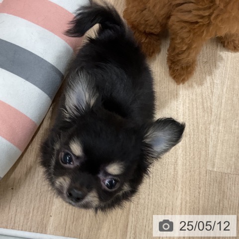 チワワの写真