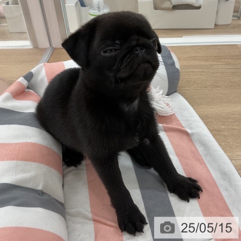 パグの写真