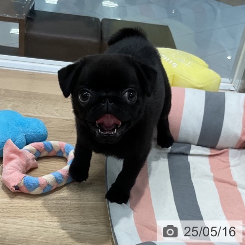 パグの写真
