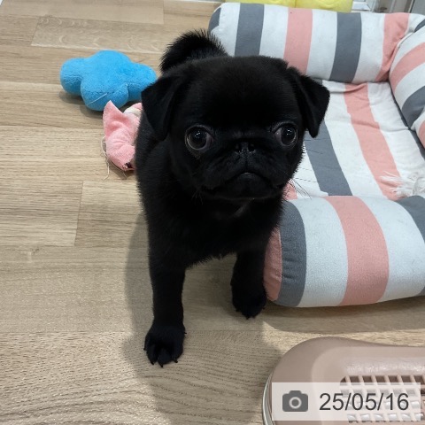パグの写真