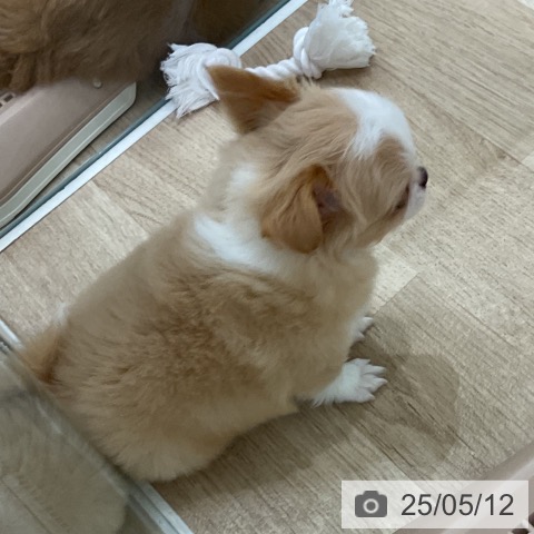 チワワの写真