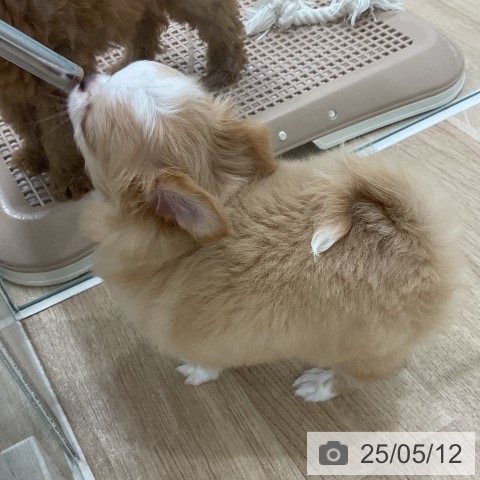 チワワの写真
