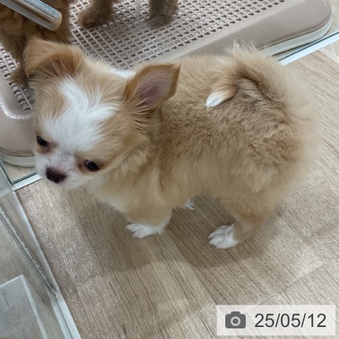 チワワの写真