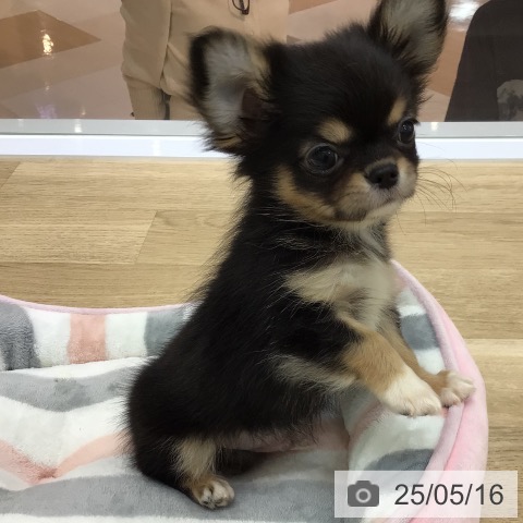 チワワの写真