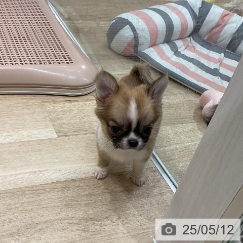 チワワの写真
