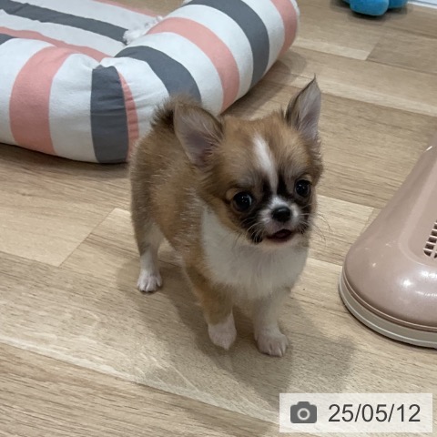 チワワの写真