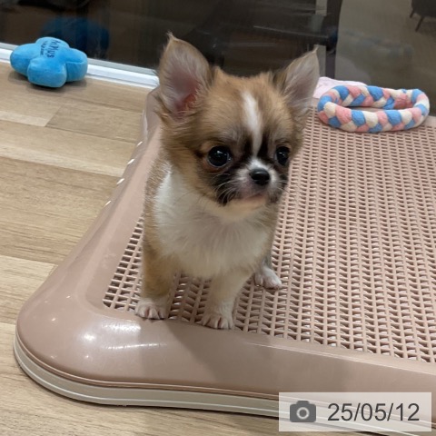 チワワの写真
