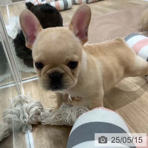 フレンチ・ブルドッグの写真