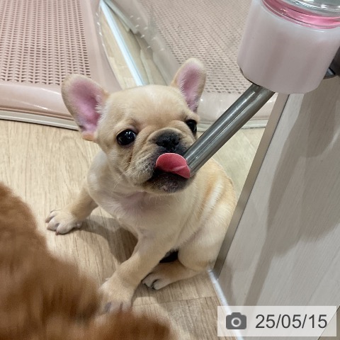 フレンチ・ブルドッグの写真