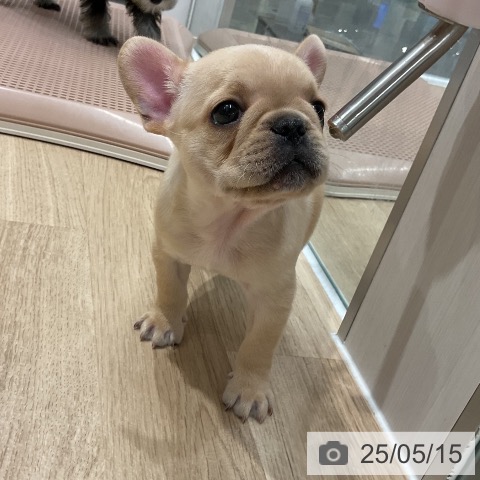 フレンチ・ブルドッグの写真