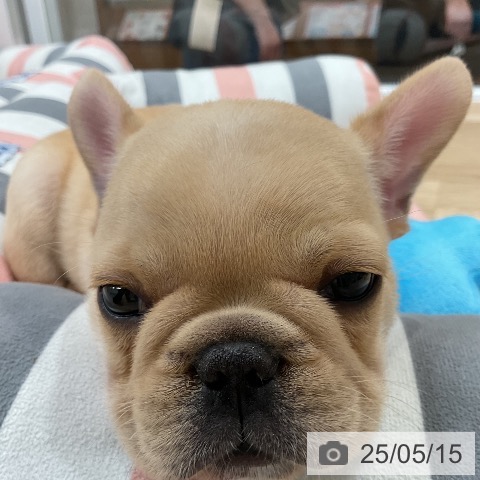 フレンチ・ブルドッグの写真