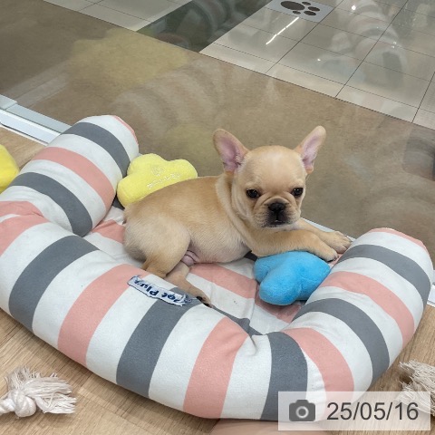 フレンチ・ブルドッグの写真