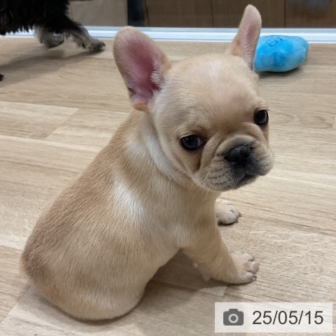 フレンチ・ブルドッグの写真