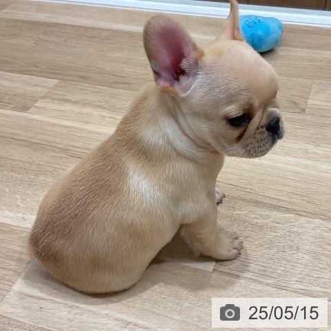 フレンチ・ブルドッグの写真