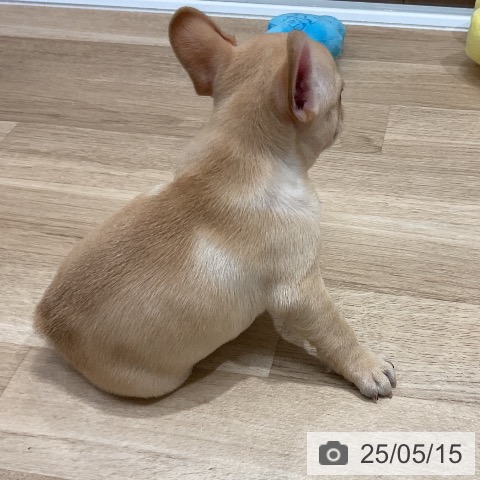 フレンチ・ブルドッグの写真