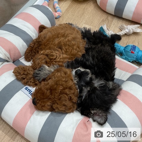 ミニチュア・シュナウザーの写真