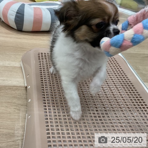チワワの写真