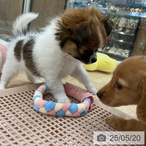 チワワの写真