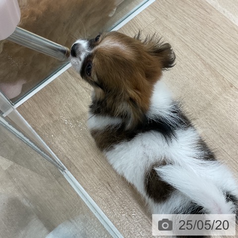 チワワの写真
