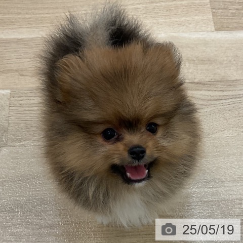 ポメラニアンの写真