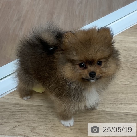 ポメラニアンの写真