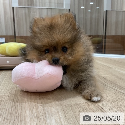 ポメラニアンの写真