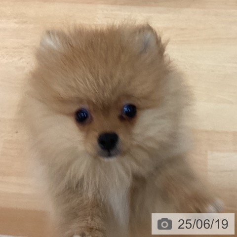 ポメラニアンの写真