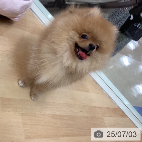 ポメラニアンの写真