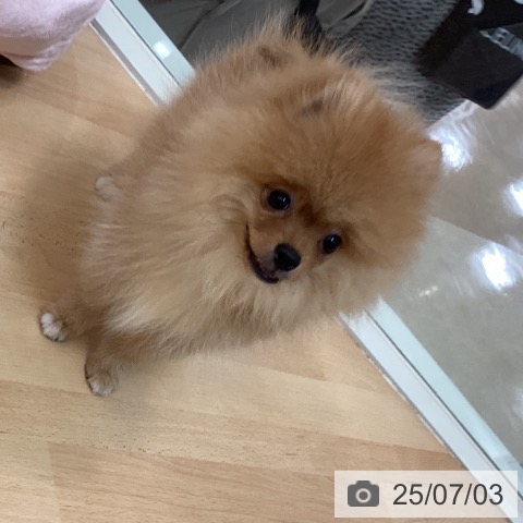 ポメラニアンの写真