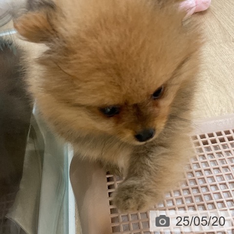 ポメラニアンの写真