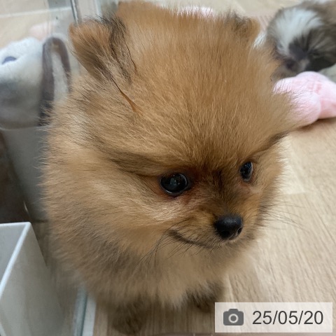 ポメラニアンの写真