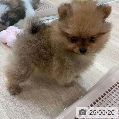 ポメラニアンの写真