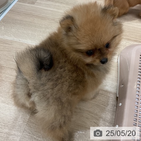 ポメラニアンの写真